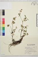 藏品(辣子草、揚子毛茛)的圖片