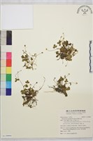 藏品(鹿場毛茛)的圖片