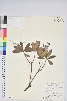 藏品(臺灣馬醉木)的圖片