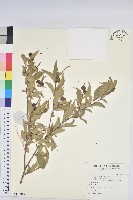 藏品(草沉香)的圖片