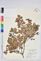 藏品(毛葉吊鐘花)的圖片