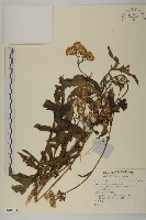 藏品()的圖片