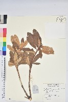 藏品(紅棕杜鵑)的圖片