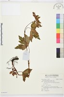 藏品(毛茛)的圖片