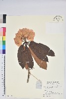 藏品(寬鐘杜鵑)的圖片