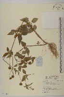 藏品(鬼針)的圖片