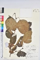 藏品(領春木)的圖片