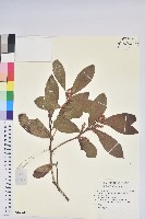 藏品(尖基木藜蘆)的圖片