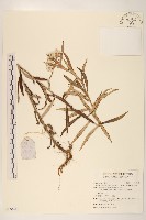 藏品(火絨草)的圖片