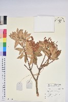 藏品()的圖片