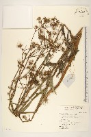 藏品(苦滇菜、苦菜)的圖片