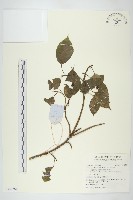 藏品(山茱萸)的圖片