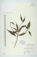 藏品(青莢葉)的圖片