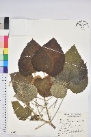 藏品(蟲屎)的圖片