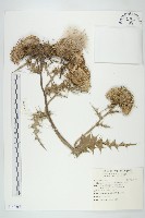 藏品(白花小薊)的圖片