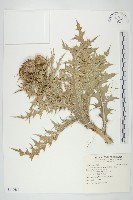 藏品(白花小薊)的圖片