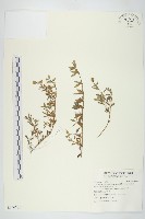藏品(天蓬草舅)的圖片