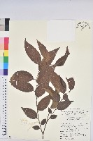 藏品(披針葉饅頭果)的圖片