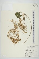 藏品(菟絲子)的圖片