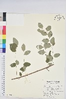 藏品(多花油柑、白仔)的圖片