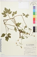 藏品(水辣菜、禺毛茛)的圖片