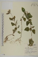 藏品(紫花霍香薊)的圖片