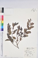 藏品(細葉饅頭果)的圖片