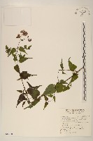 藏品(高士佛澤蘭)的圖片