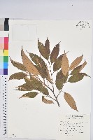 藏品(星刺栲、羅浮錐)的圖片