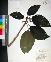 藏品(咬人狗)的圖片