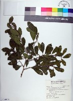 藏品(柘樹)的圖片