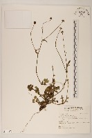 藏品(矮菊)的圖片