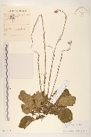 藏品(巴氏鐵線蓮)的圖片