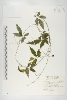 藏品(絞股藍)的圖片