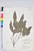 藏品(狹葉櫟)的圖片