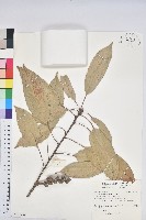 藏品(短尾葉石櫟、嶺南柯`東南石櫟)的圖片