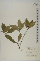 藏品(草珊瑚、紅果金粟蘭)的圖片