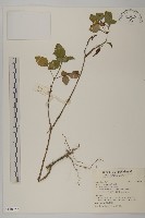 藏品(白花鬼針)的圖片