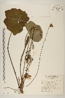 藏品(山菊)的圖片