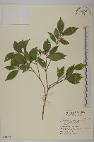 藏品(大丁黃)的圖片