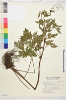 藏品(水辣菜、禺毛茛)的圖片