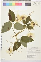 藏品(銹毛鐵線蓮)的圖片