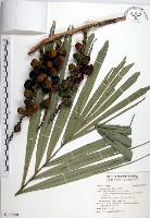 藏品(山棕)的圖片