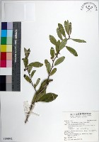 藏品(柘樹)的圖片