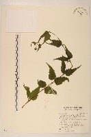 藏品(高士佛澤蘭)的圖片