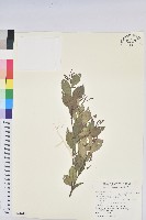 藏品(南仁五月茶)的圖片