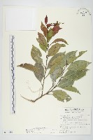 藏品(亨利氏伊立基藤)的圖片