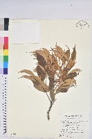 藏品(星刺栲、羅浮錐)的圖片