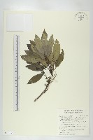 藏品(奧氏虎皮楠)的圖片