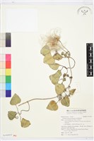 藏品(屏東鐵線蓮)的圖片